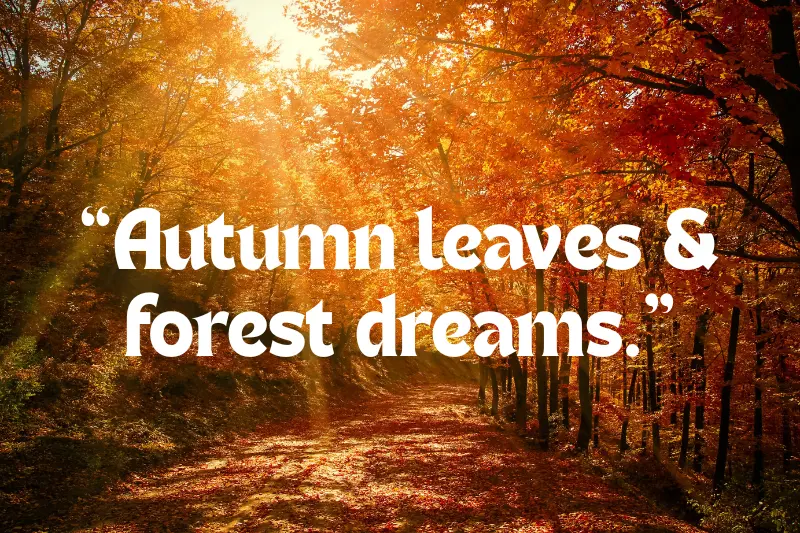 “autumn leaves & forest dreams.” 