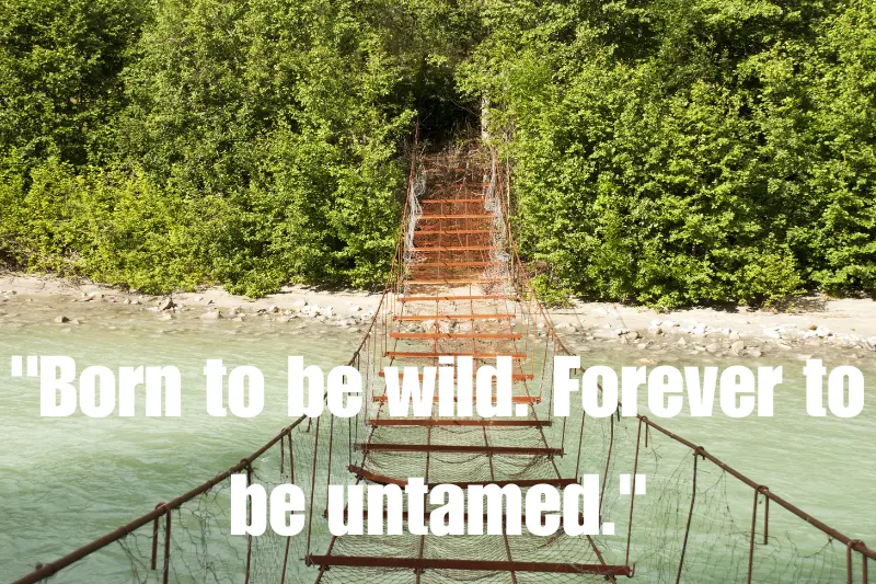 born to be wild. forever to be untamed.