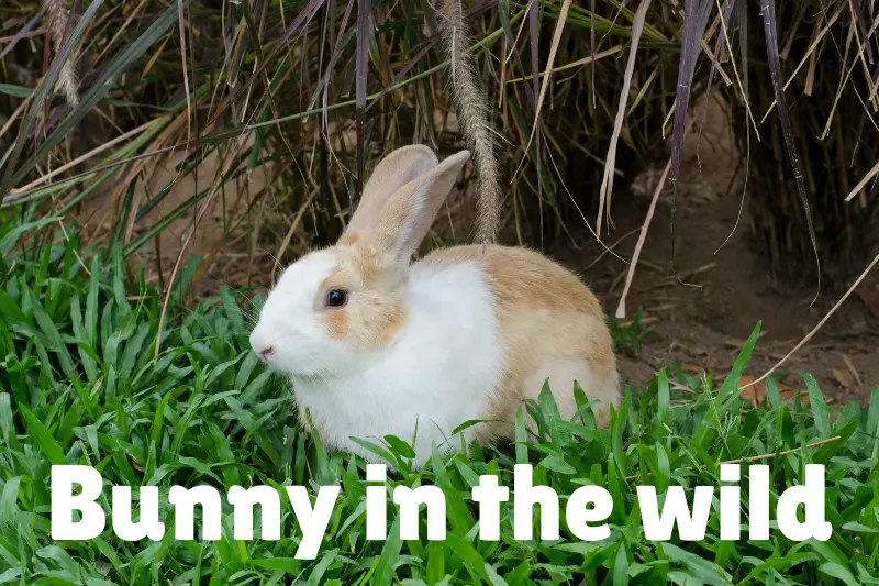 bunny in the wild 