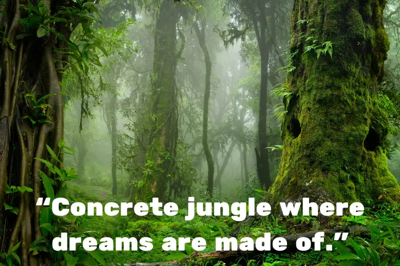 “concrete jungle where dreams are made of.” 