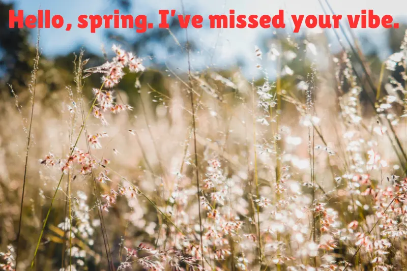 hello, spring. i’ve missed your vibe.