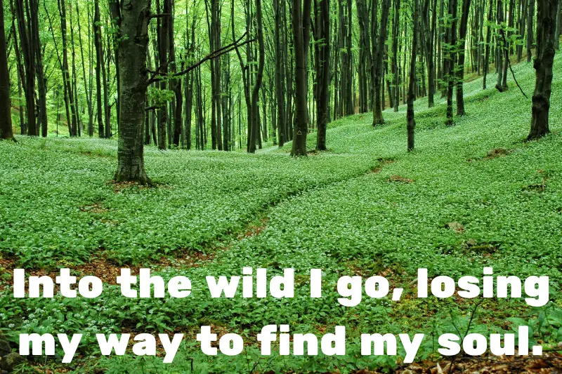 into the wild i go, losing my way to find my soul. 