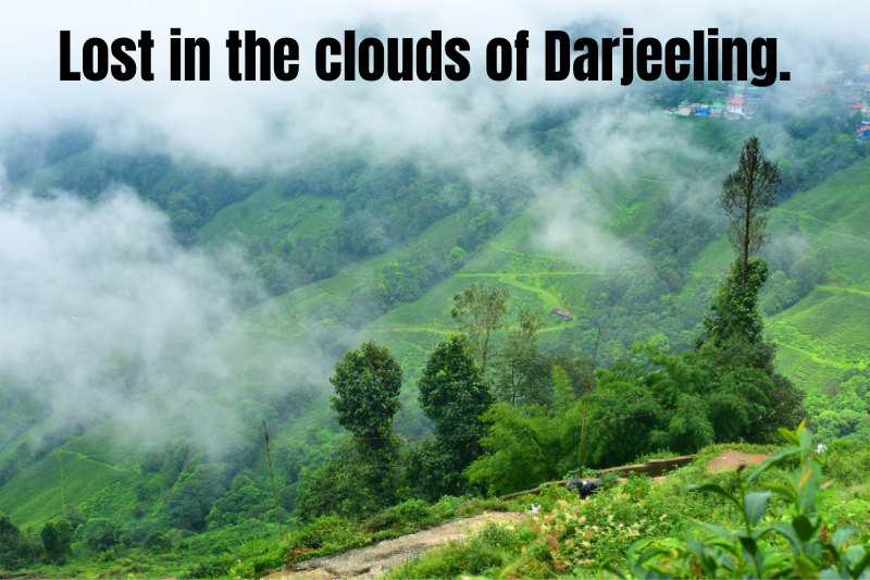 lost in the clouds of Darjeeling.