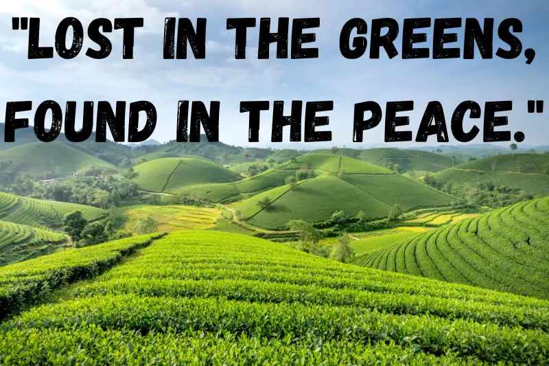 lost in the greens, found in the peace.
