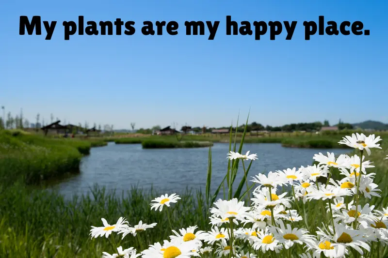 my plants are my happy place. 