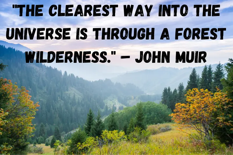 the clearest way into the Universe is through a forest wilderness. – John Muir