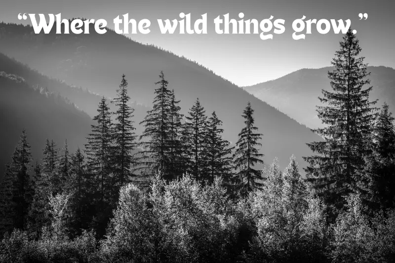 “where the wild things grow.” 